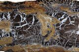 Polished Petrified Shrinkwood Slab - Parker, Colorado #378113-1